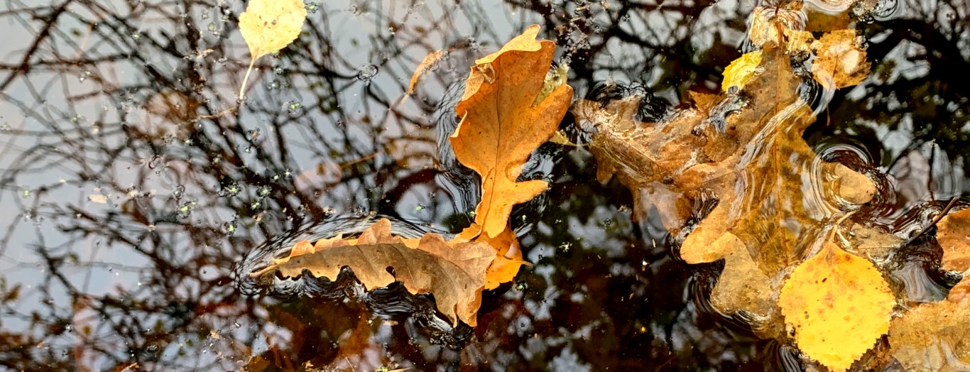 Introductory Weekend: Kindness November 2026