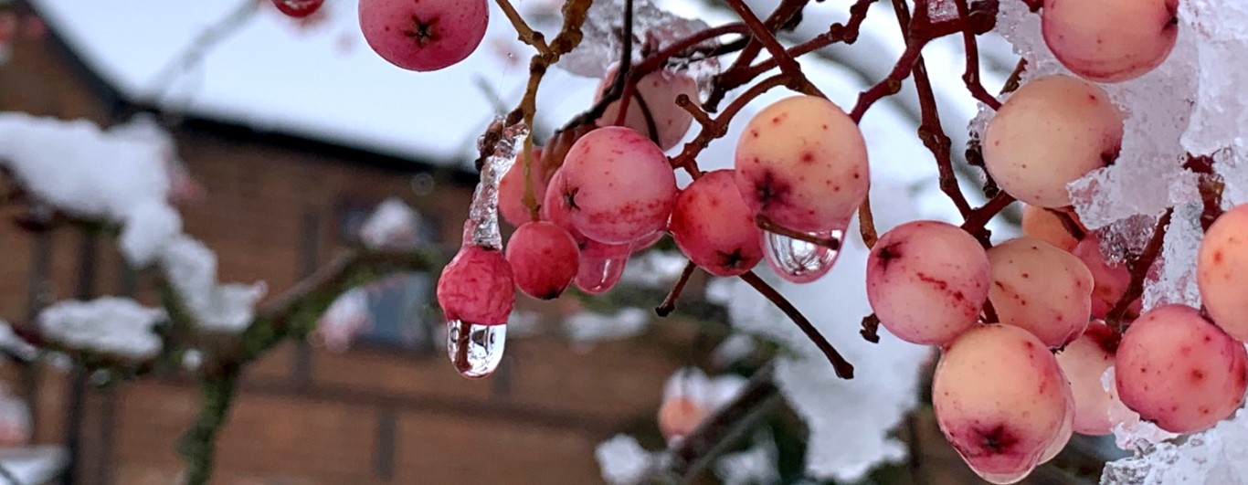 Winter Oasis 2026
