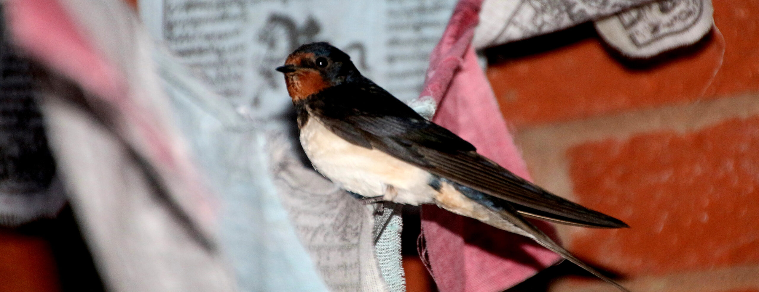 Breathing in Birdsong 2026