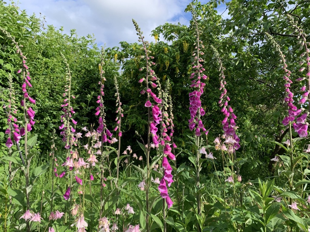 Foxgloves at Taraloka