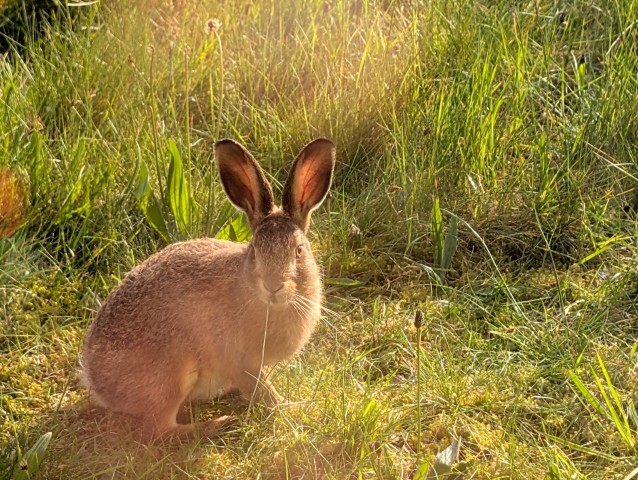 Taraloka hare