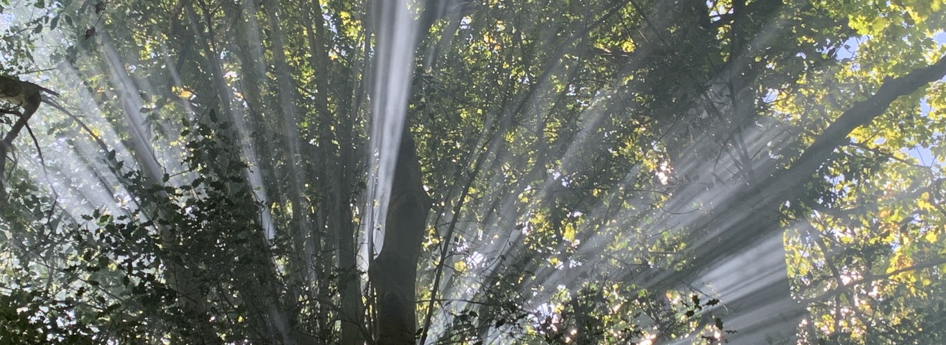 Breathing in Birdsong 2027