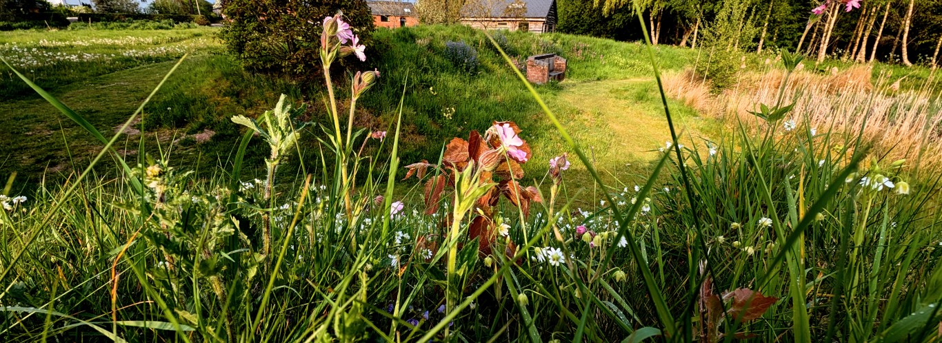 Wildflowers at Taraloka
